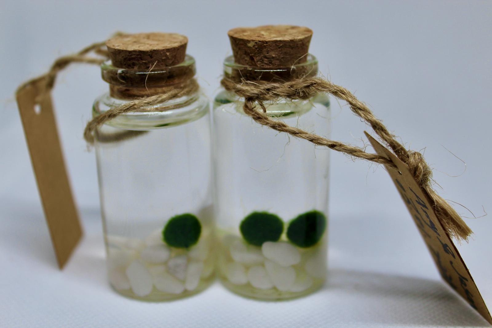 Live Mini Marimo Moss Ball White and Black Pebbles Glass Bottle Glass Specification:
0.8-1.5cm Marimo Live Moss Ball * 1
(Optional: adding more marimo...)
White/Black Pebbles Bag *1
String *1
Name Card *1
Tweezer *1
Simple Care Instruc