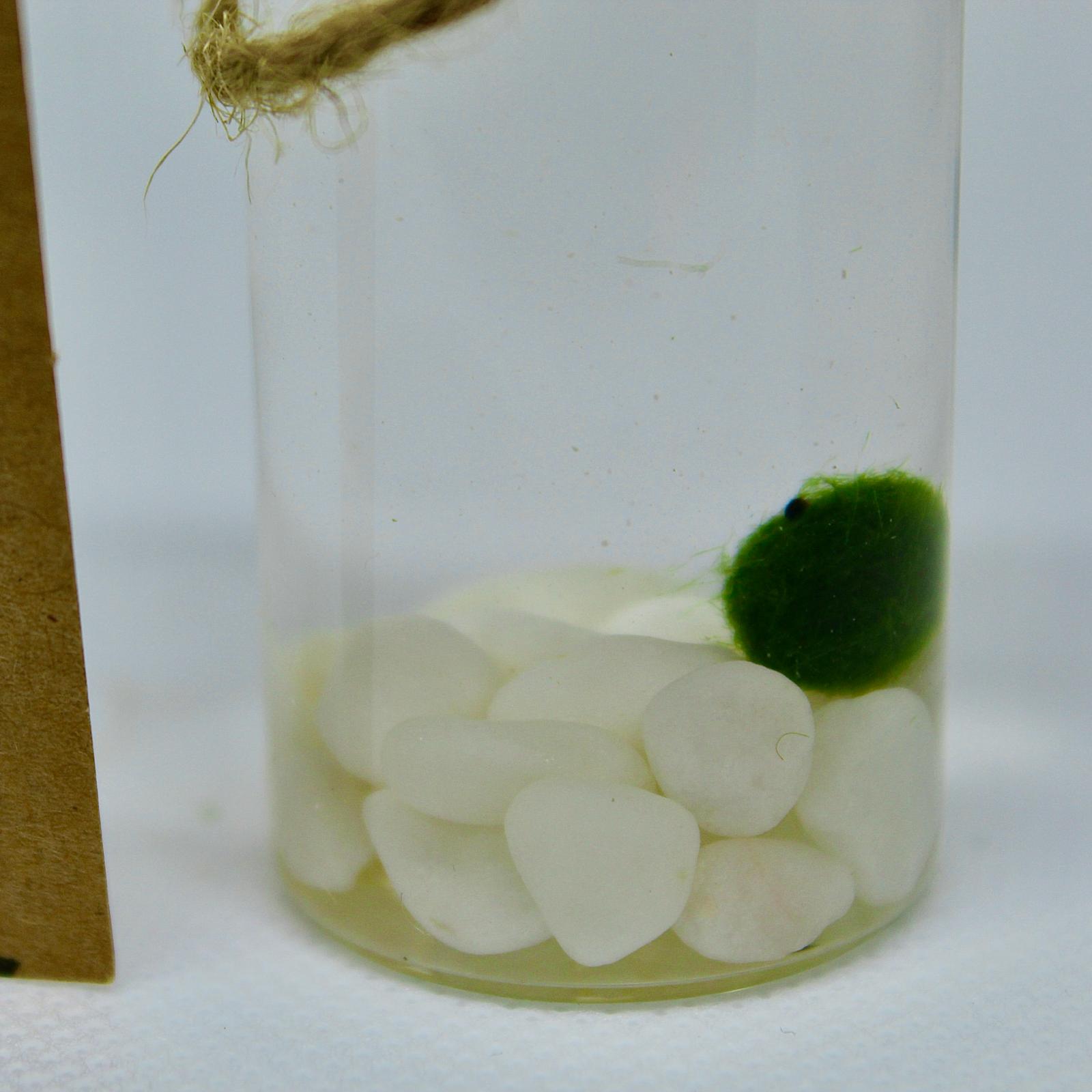 Live Mini Marimo Moss Ball White and Black Pebbles Glass Bottle Glass Specification:
0.8-1.5cm Marimo Live Moss Ball * 1
(Optional: adding more marimo...)
White/Black Pebbles Bag *1
String *1
Name Card *1
Tweezer *1
Simple Care Instruc