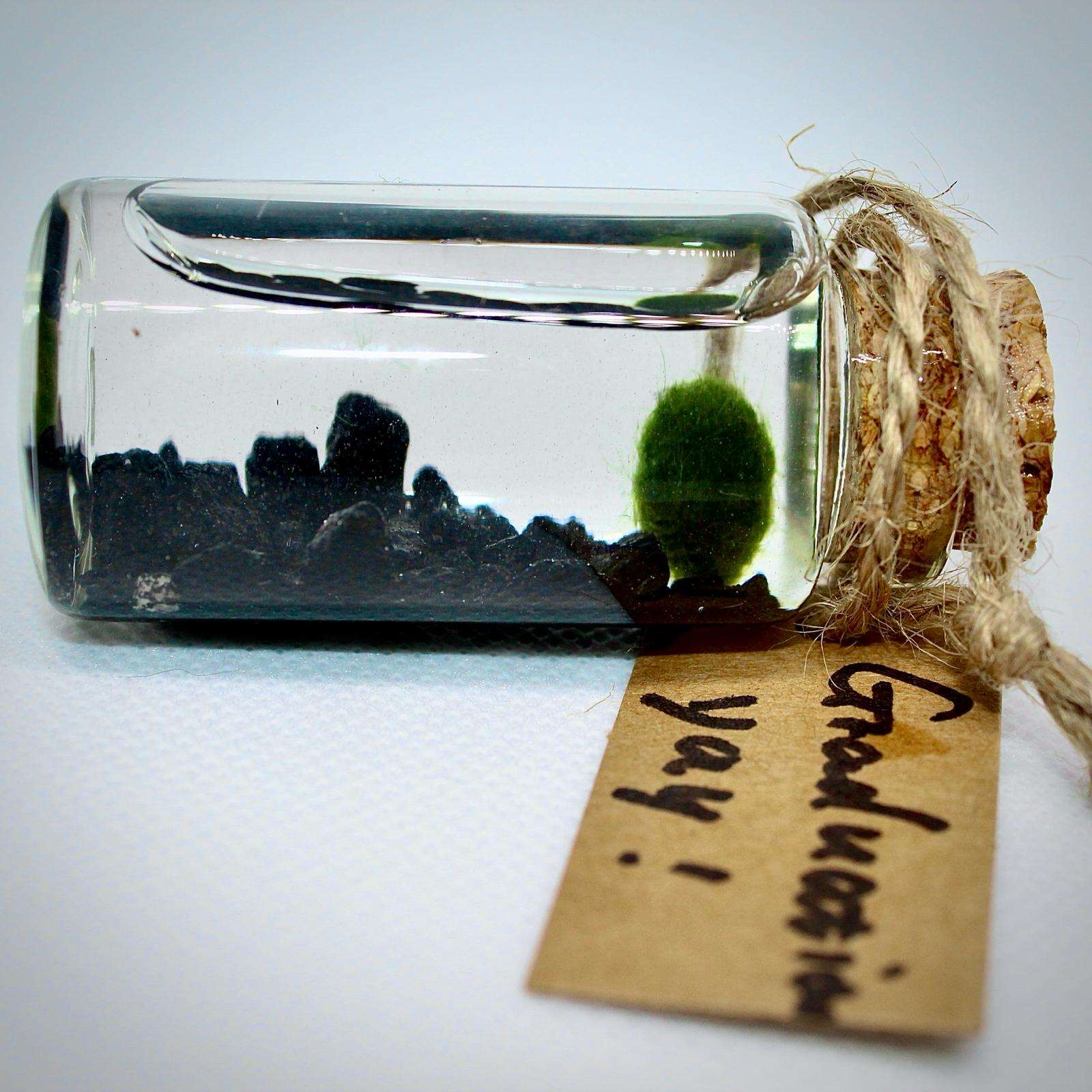 Live Mini Marimo Moss Ball White and Black Pebbles Glass Bottle Glass Specification:
0.8-1.5cm Marimo Live Moss Ball * 1
(Optional: adding more marimo...)
White/Black Pebbles Bag *1
String *1
Name Card *1
Tweezer *1
Simple Care Instruc