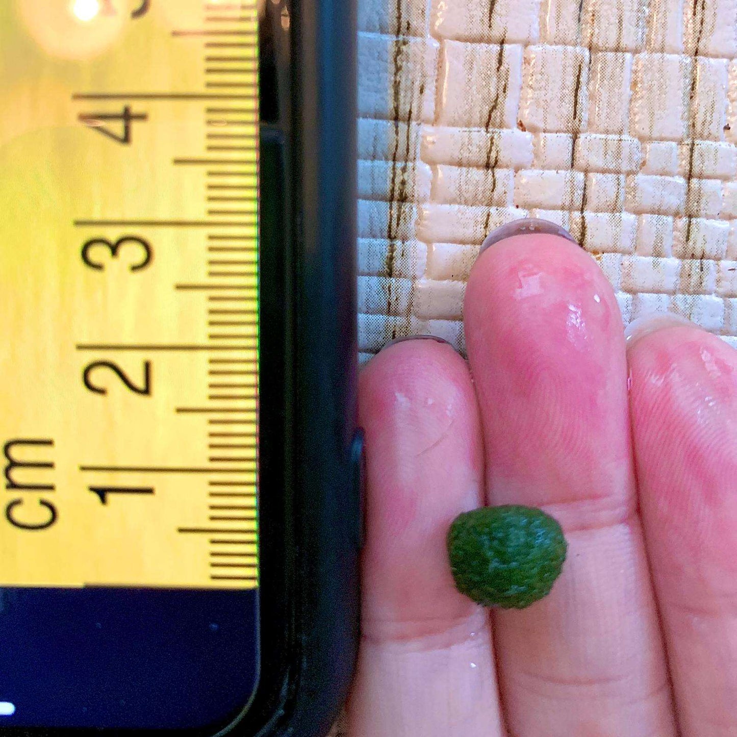1PCS Marimo Moss Balls For Aquarium Multiple Size - Sample Minimum Kok1 PCS Live Marimo Moss Ball Pet All Size for Sample - Kokedama Japanese Algae Ball Marimo Moss Ball Aquarium Plants
For size reference. No long sell single 1PC moss
