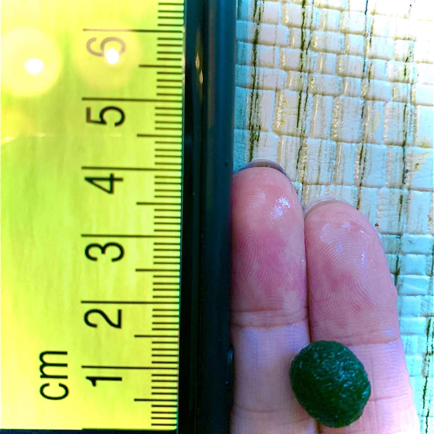 1PCS Marimo Moss Balls For Aquarium Multiple Size - Sample Minimum Kok1 PCS Live Marimo Moss Ball Pet All Size for Sample - Kokedama Japanese Algae Ball Marimo Moss Ball Aquarium Plants
For size reference. No long sell single 1PC moss