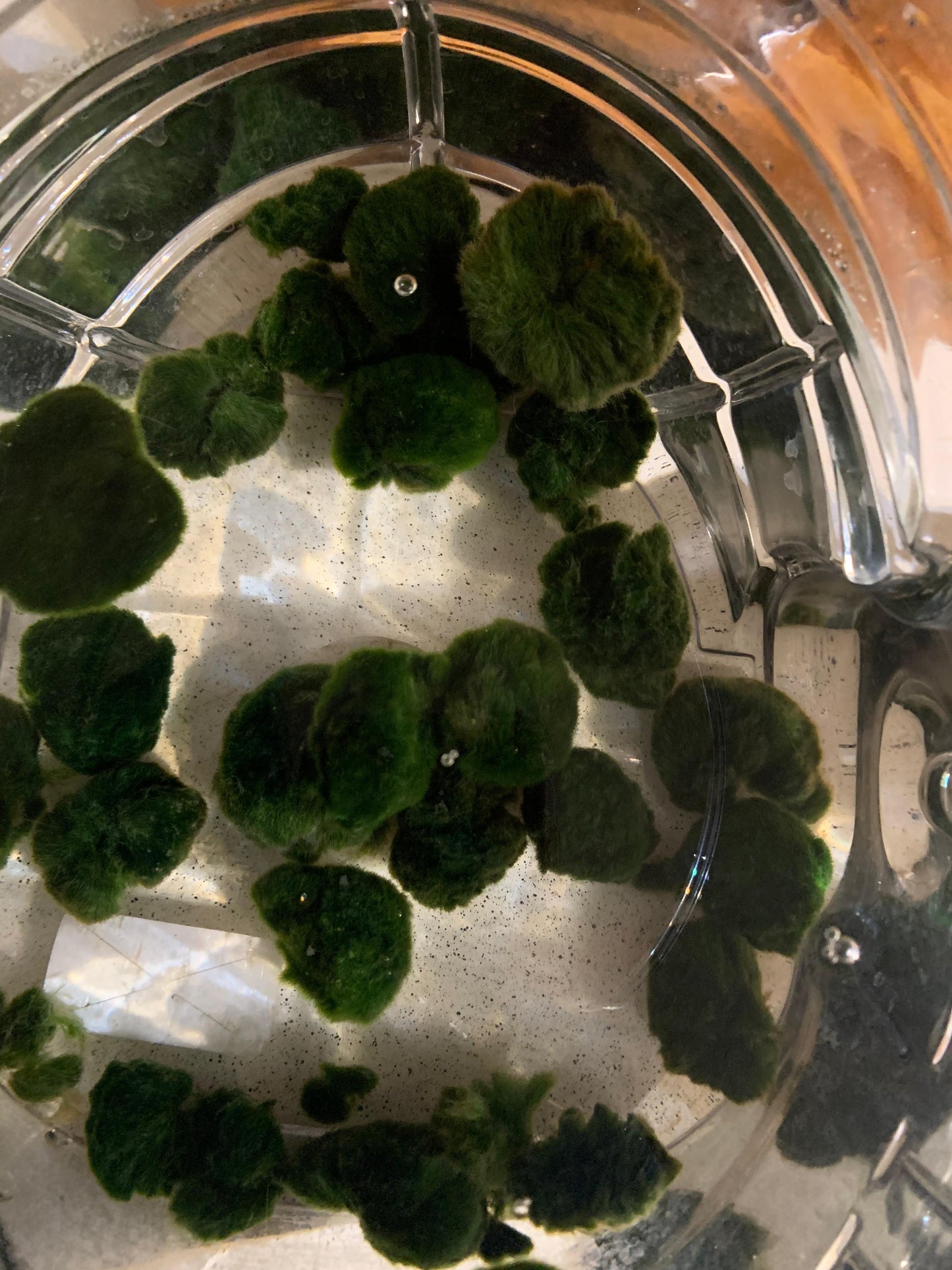 Unshaped Moss Ball Pieces - a bunch