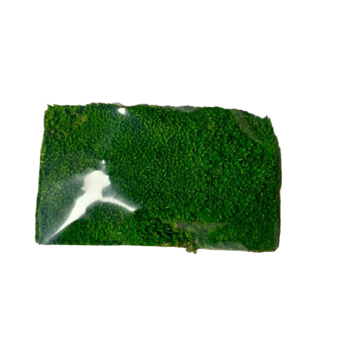 Preserved Moss Pieces For Sale