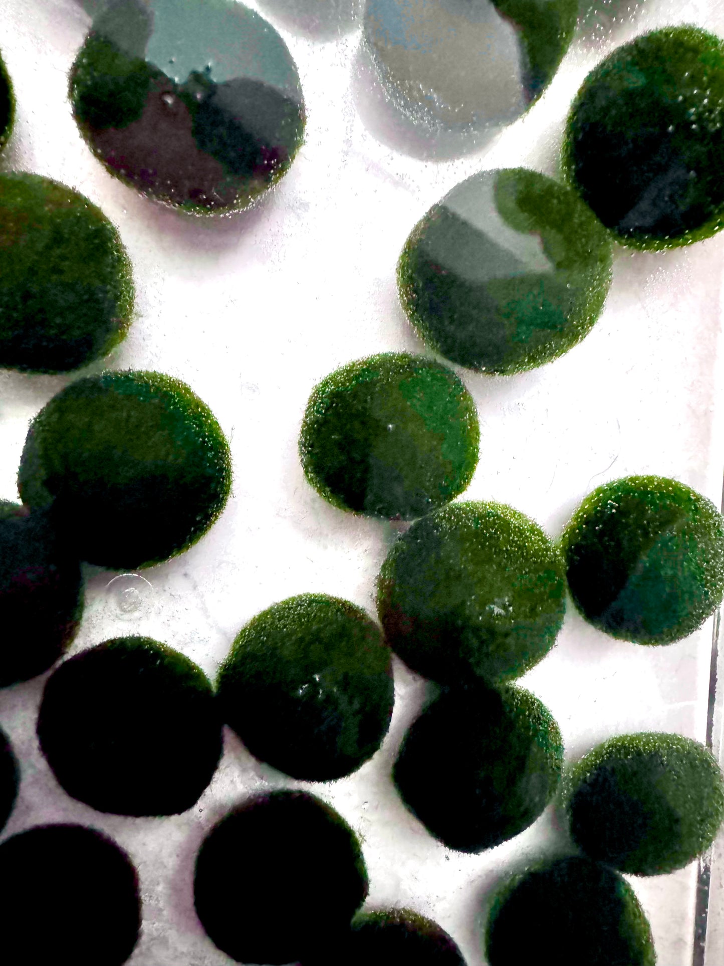 Collector Grade: Pre-order Large Marimo Moss Ball - Round and Grow Slow