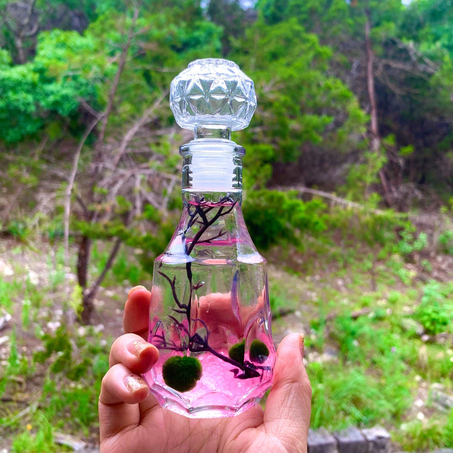 Romantic Marimo Moss Balls Glass Bottle Aquarium With Lid Love Plants for Beginners for Couples