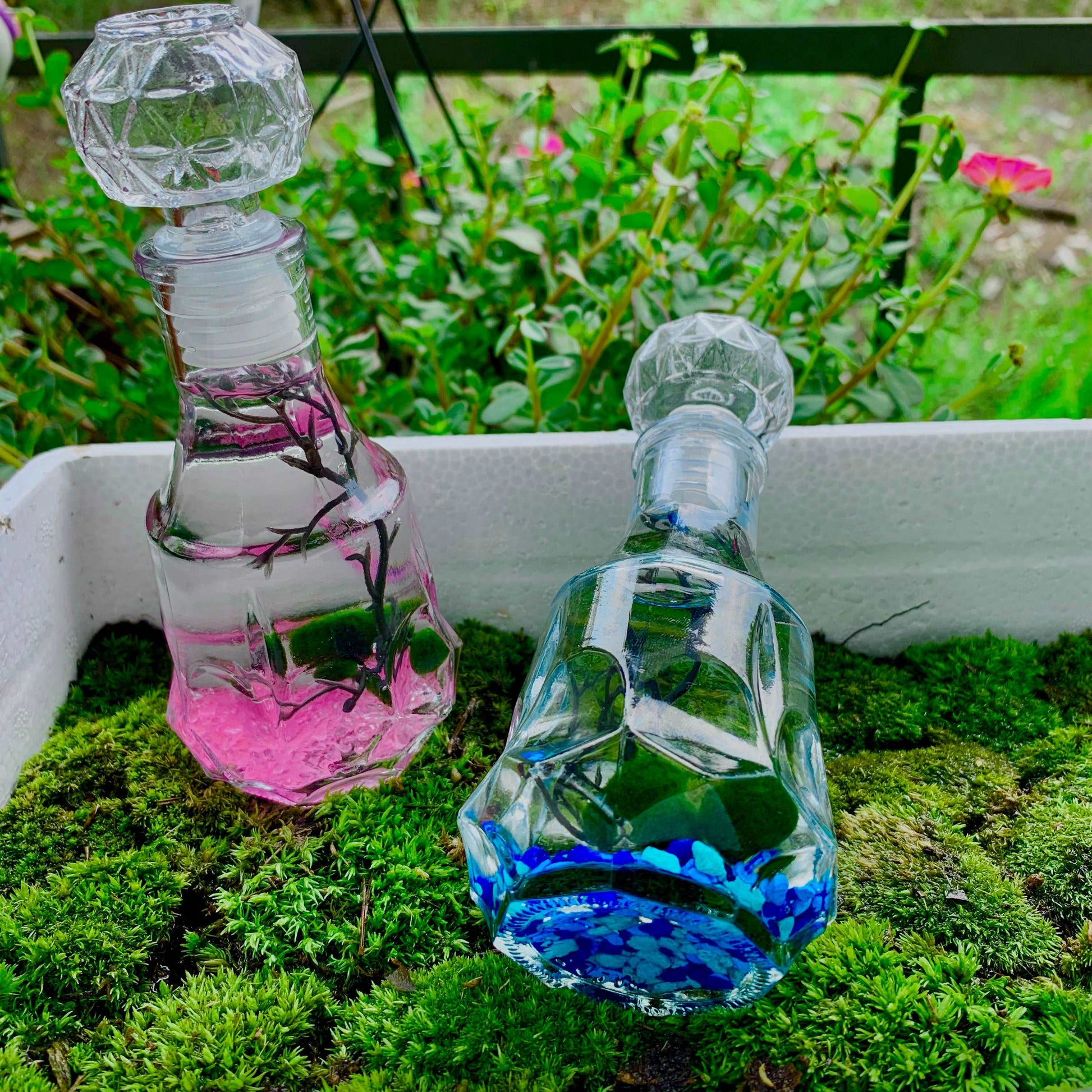 Romantic Marimo Moss Balls 2PCS Set Glass Bottle Aquarium With Lid Love Plants for Beginners for Couples