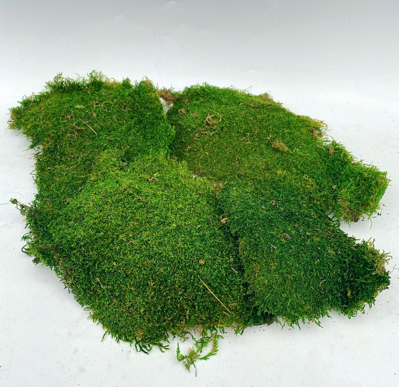 Preserved Moss Pieces For Sale