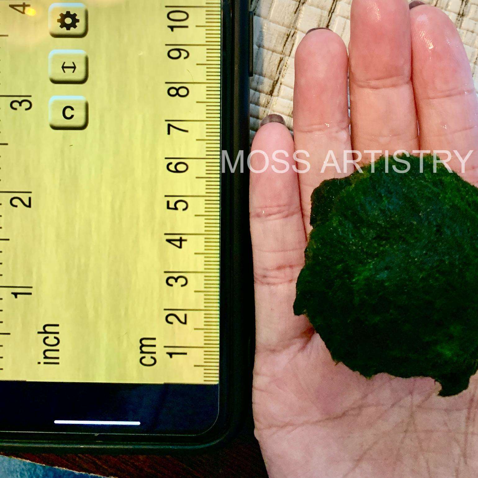 Giant Marimo Moss Ball Pet Rare 5-6 cm LIVE Kokedama Japanese Algae Ball Mossball