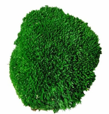 Preserved Moss Pieces For Sale