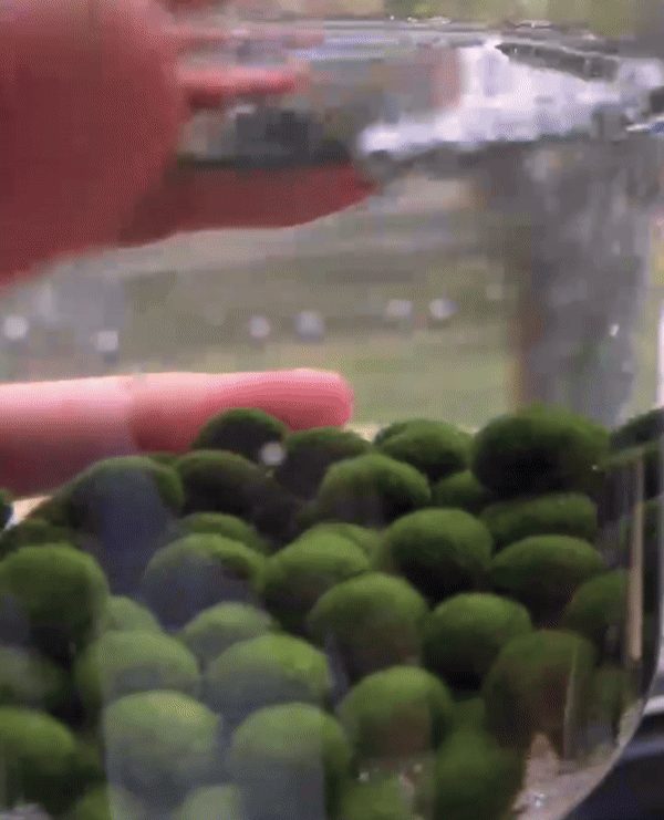 Marimo Moss Ball Aquarium 6-12 Month 0.8-1.5cm Marimo Moss Balls: 5/10
Marimo Moss Ball, smaller than 1.5cm.
Mini Baby: <0.5cm
3 Month: 0.5-0.8cm
6 Month: 0.9-1.2cm
12 Month: >1.2cm
Grow slowly but for glass terrarium is just p