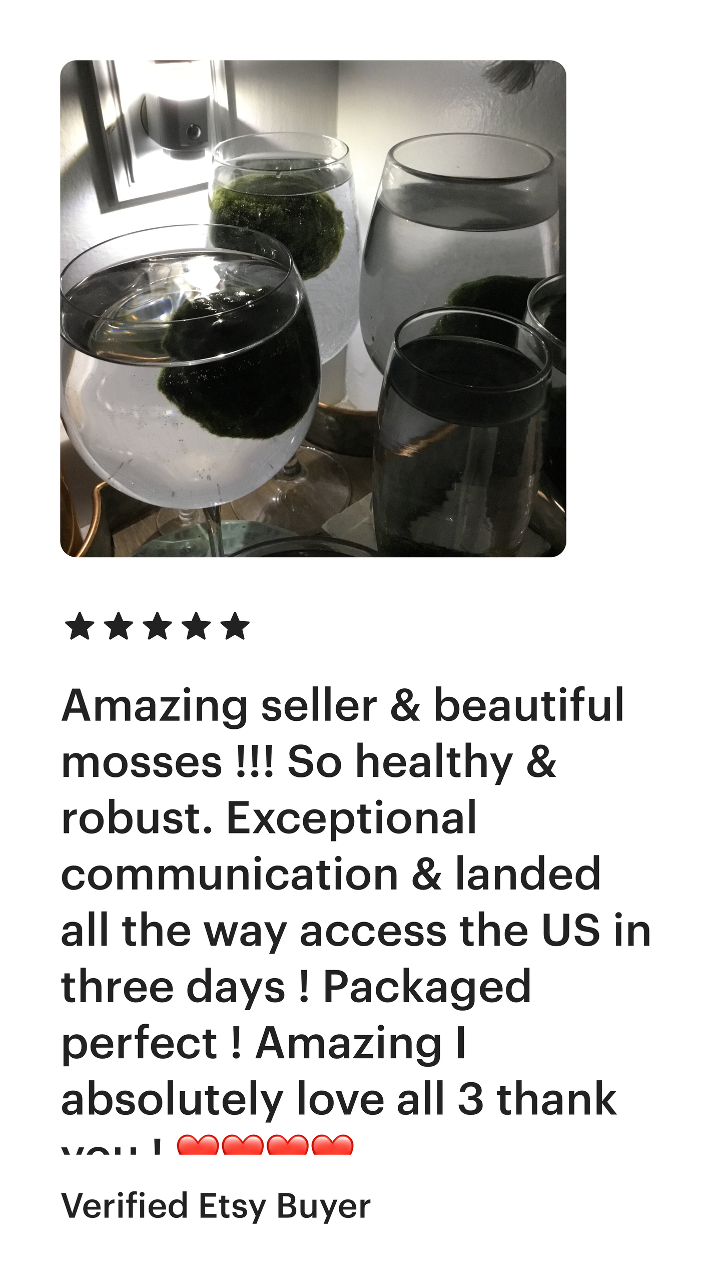 1PCS Marimo Moss Balls For Aquarium Multiple Size - Sample Minimum Kok1 PCS Live Marimo Moss Ball Pet All Size for Sample - Kokedama Japanese Algae Ball Marimo Moss Ball Aquarium Plants
For size reference. No long sell single 1PC moss
