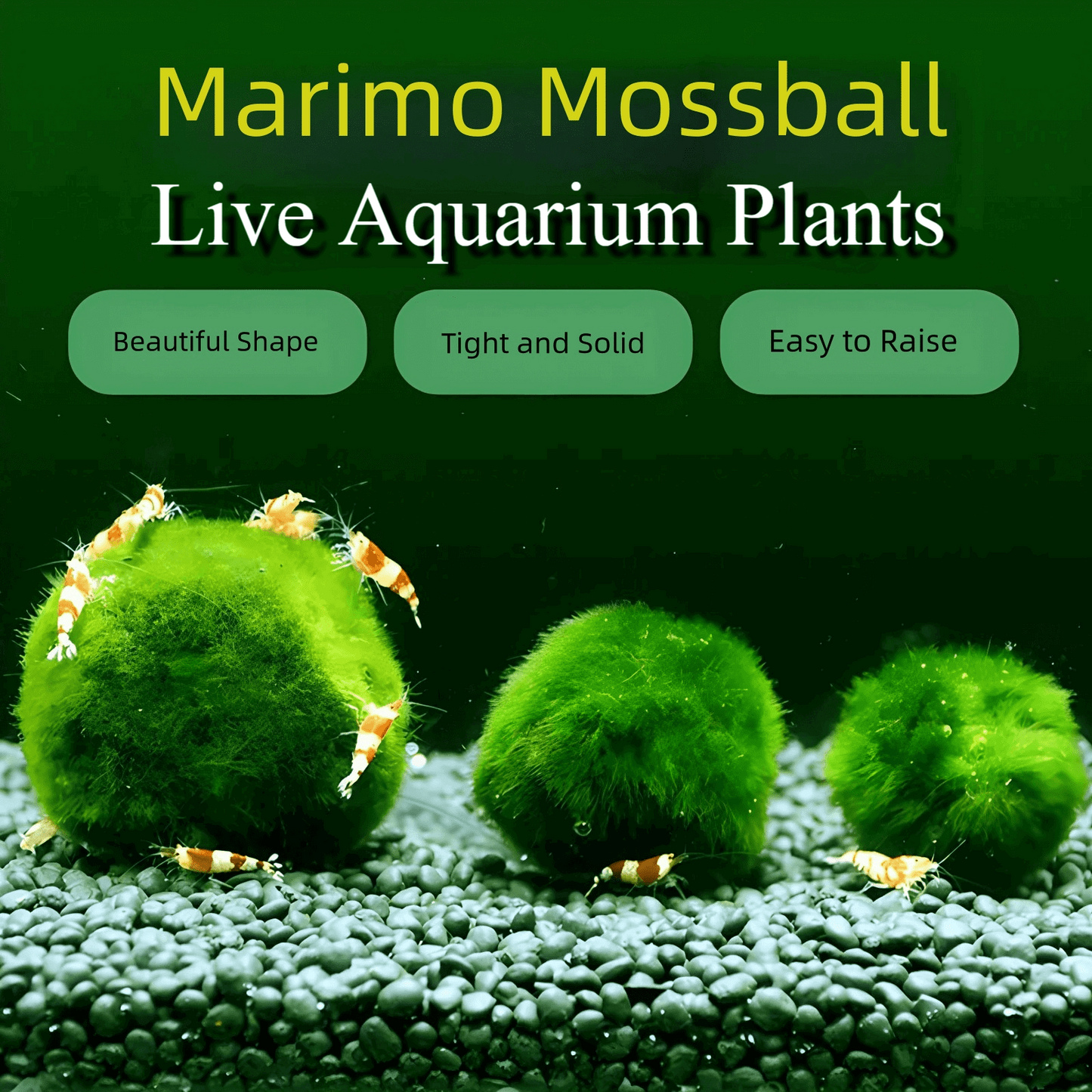 1PCS Marimo Moss Balls For Aquarium Multiple Size - Sample Minimum Kok1 PCS Live Marimo Moss Ball Pet All Size for Sample - Kokedama Japanese Algae Ball Marimo Moss Ball Aquarium Plants
For size reference. No long sell single 1PC moss