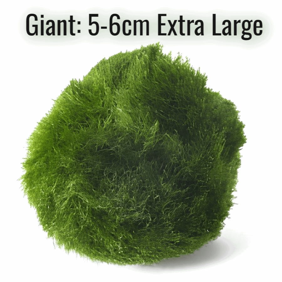 Giant Marimo Moss Ball Pet Rare 5-6 cm LIVE Kokedama Japanese Algae Ball Mossball