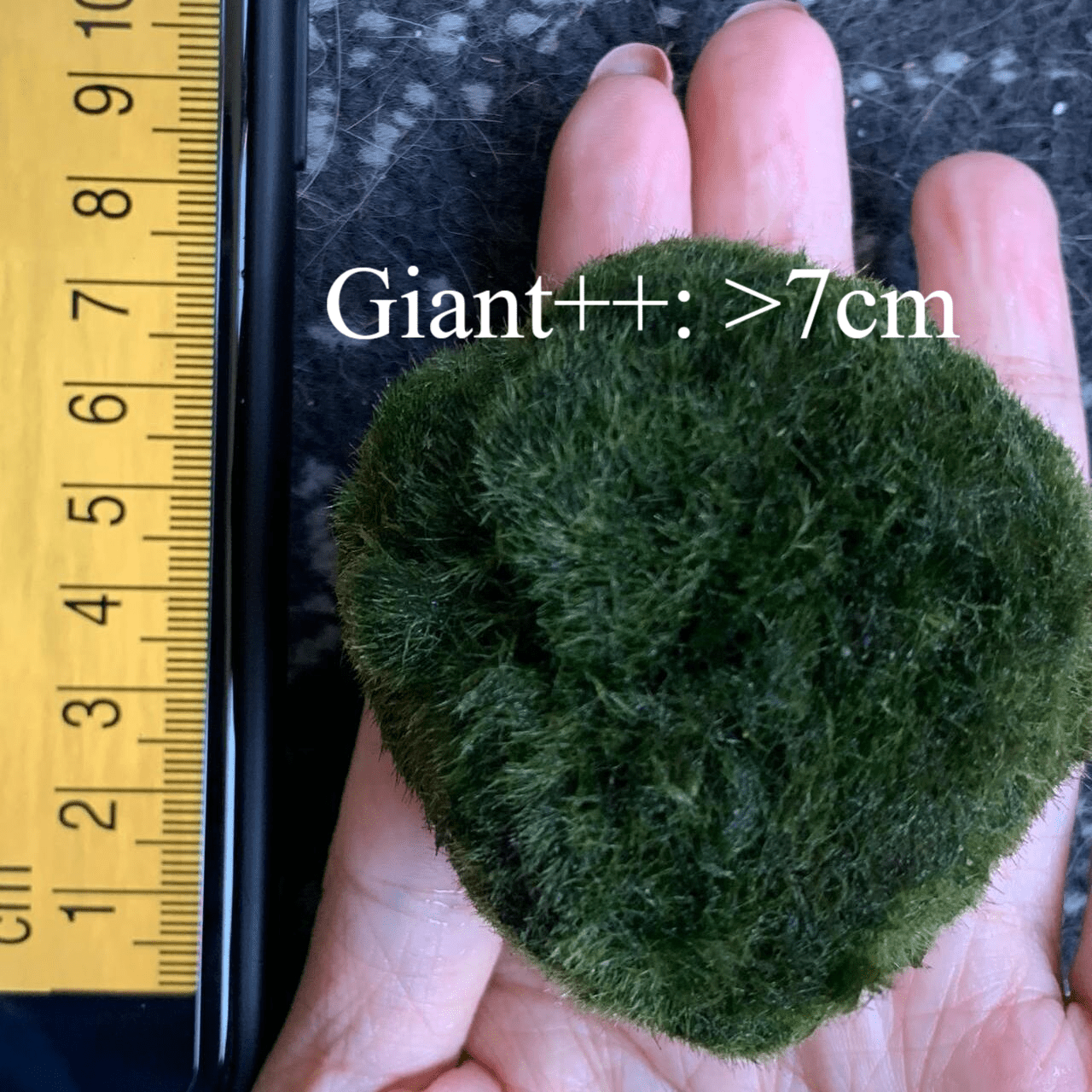 1PCS Marimo Moss Balls For Aquarium Multiple Size - Sample Minimum Kok1 PCS Live Marimo Moss Ball Pet All Size for Sample - Kokedama Japanese Algae Ball Marimo Moss Ball Aquarium Plants
For size reference. No long sell single 1PC moss