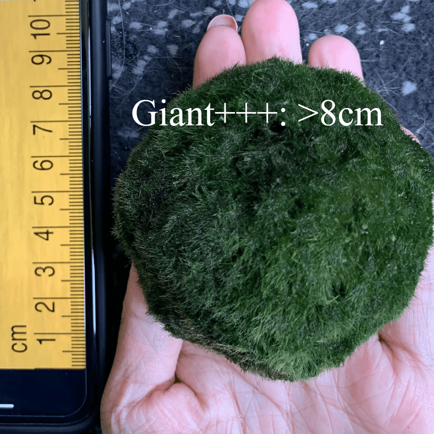 1PCS Marimo Moss Balls For Aquarium Multiple Size - Sample Minimum Kok1 PCS Live Marimo Moss Ball Pet All Size for Sample - Kokedama Japanese Algae Ball Marimo Moss Ball Aquarium Plants
For size reference. No long sell single 1PC moss