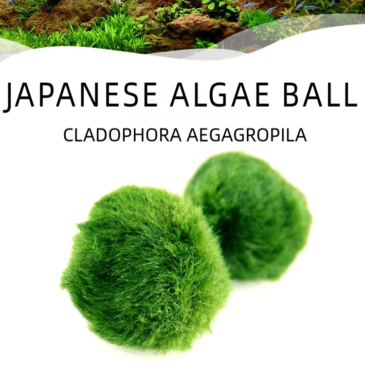 Marimo Moss Balls For Aquarium 10PCS Multiple Size Moss Ball Pet Bulk 
Notice 
There are two types of moss balls in the store:
0.5cm-2cm: Marimo Moss Balls, good for glass terrarium
2cm-8cm: Algae Moss Balls, good for aquarium
100% Rea