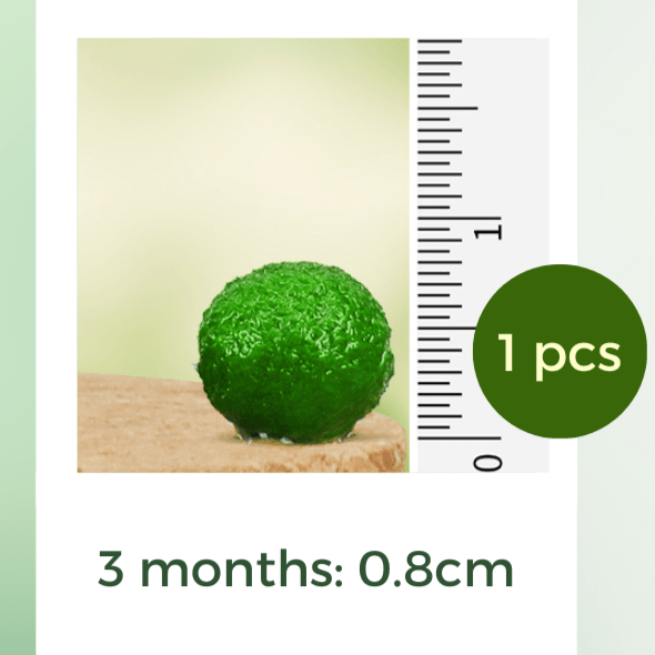 Live Mini Marimo Moss Ball White and Black Pebbles Glass Bottle Glass Specification:
0.8-1.5cm Marimo Live Moss Ball * 1
(Optional: adding more marimo...)
White/Black Pebbles Bag *1
String *1
Name Card *1
Tweezer *1
Simple Care Instruc