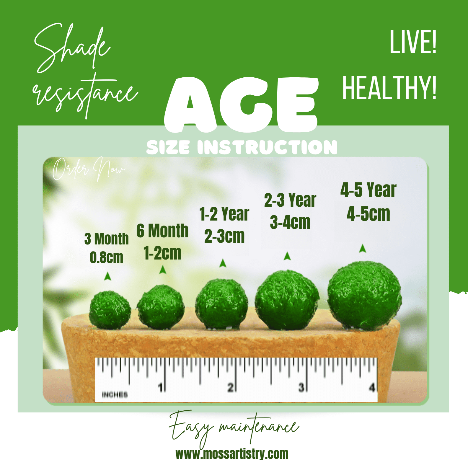 Giant Marimo Moss Ball Pet Rare 5-6 cm LIVE Kokedama Japanese Algae Ball Mossball