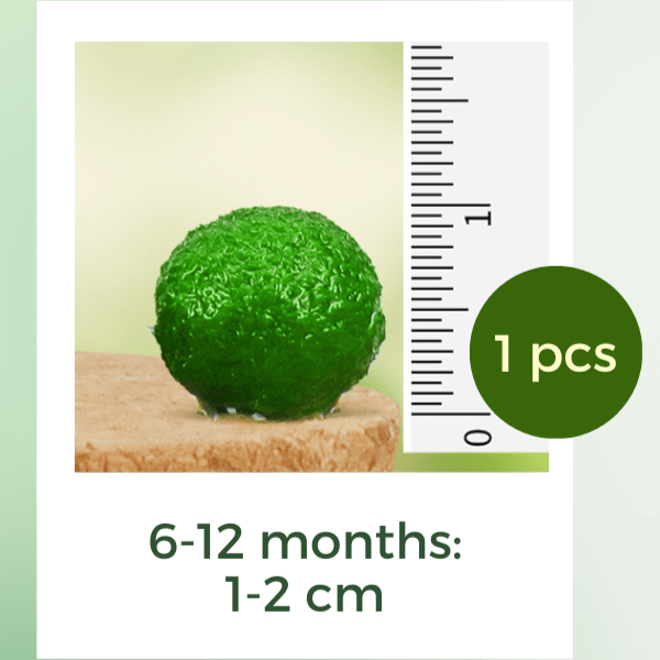 Live Mini Marimo Moss Ball White and Black Pebbles Glass Bottle Glass Specification:
0.8-1.5cm Marimo Live Moss Ball * 1
(Optional: adding more marimo...)
White/Black Pebbles Bag *1
String *1
Name Card *1
Tweezer *1
Simple Care Instruc