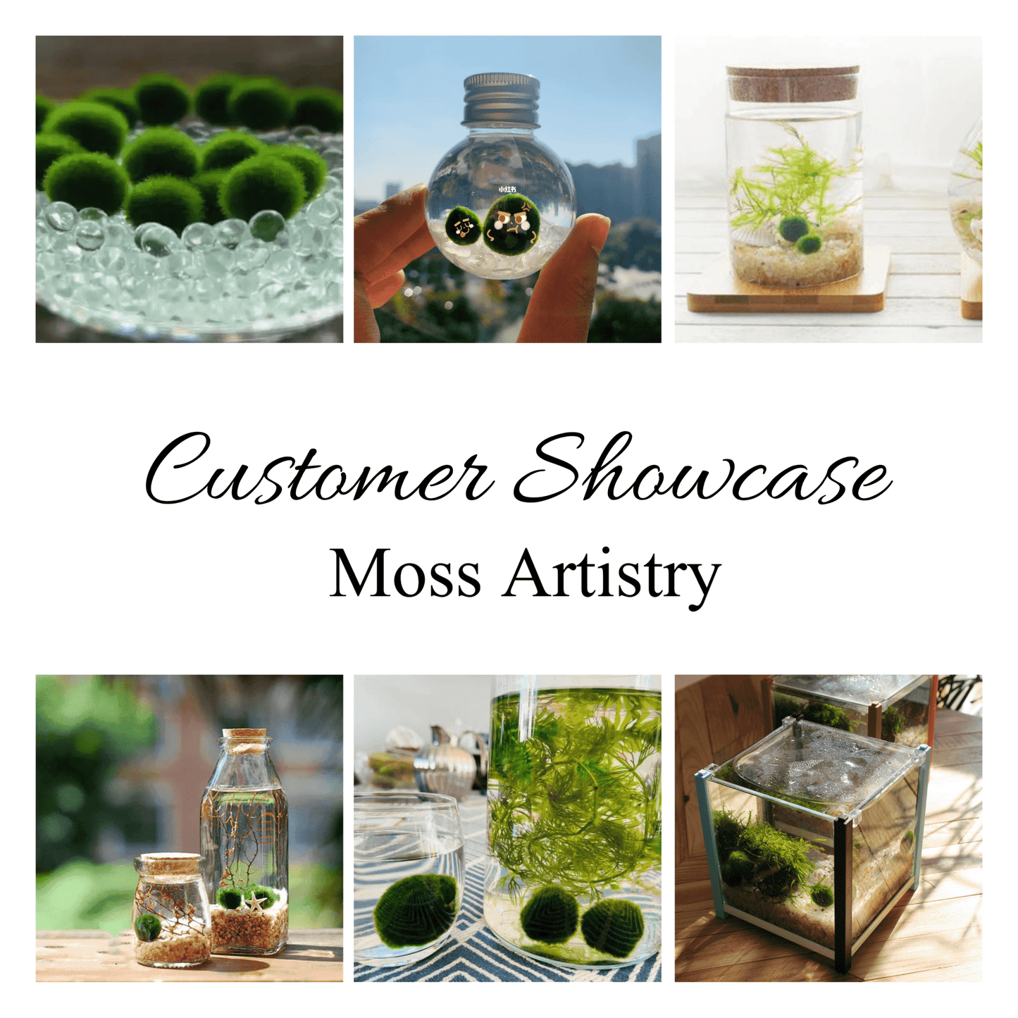 1PCS Marimo Moss Balls For Aquarium Multiple Size - Sample Minimum Kok1 PCS Live Marimo Moss Ball Pet All Size for Sample - Kokedama Japanese Algae Ball Marimo Moss Ball Aquarium Plants
For size reference. No long sell single 1PC moss