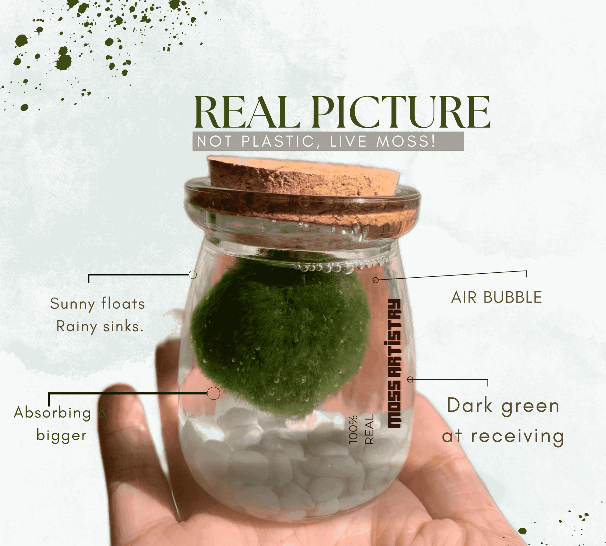 Giant Marimo Moss Ball Pet Rare 5-6 cm LIVE Kokedama Japanese Algae Ball Mossball