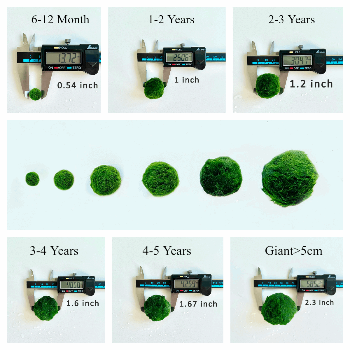 Marimo Moss Balls For Aquarium 3 Month 0.5-0.8cm Marimo Moss Balls: 5/
Marimo Moss Ball, smaller than 1.5cm.
Mini Baby: <0.5cm
3 Month: 0.5-0.8cm
6 Month: 0.9-1.2cm
12 Month: >1.2cm
Grow slowly but for glass terrarium is just p
