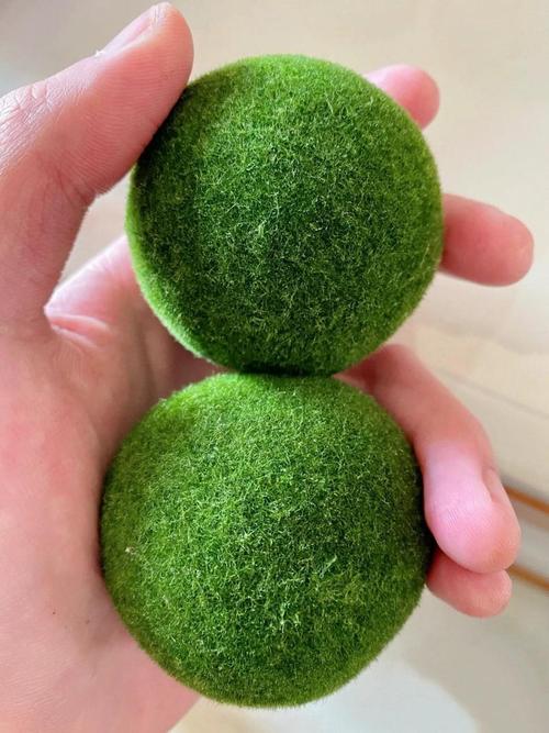 生きたマリモ 苔玉 ペット 全サイズ 1個 - 苔玉 日本の藻類 マリモ 苔玉 水槽植物