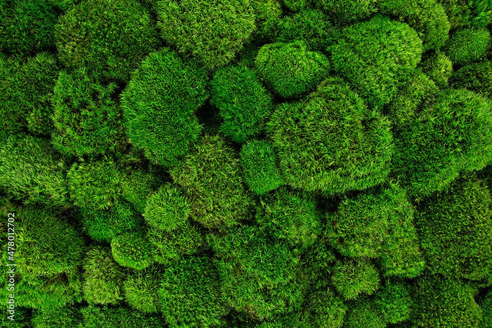 Discover the Magic of Preserved Moss: A Sustainable Choice for Modern Decor