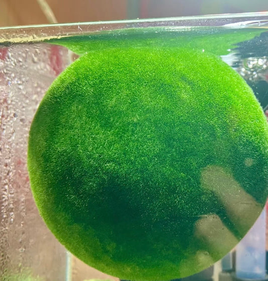 King Marimo Collection