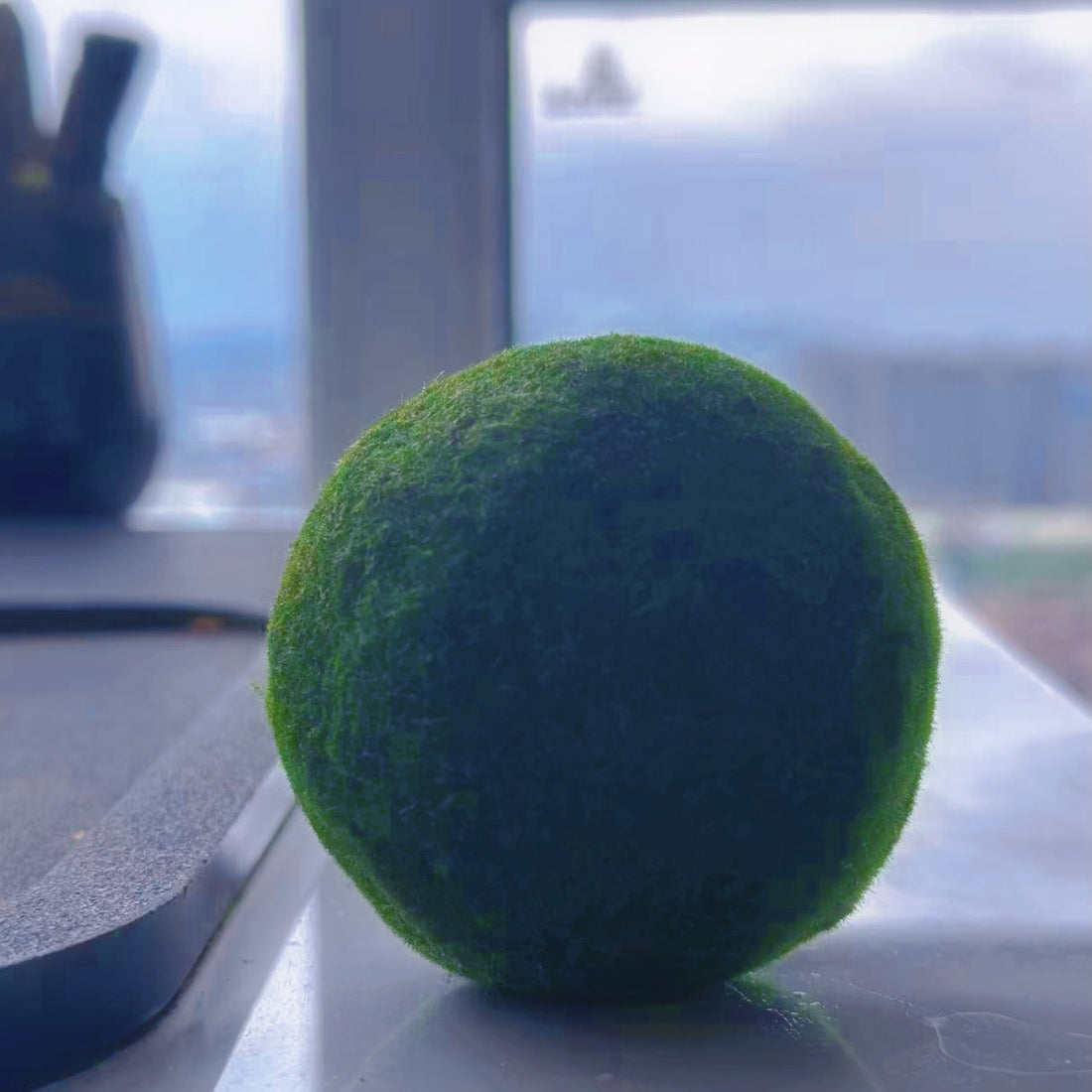 Preorder Handrolled 10cm Giant Marimo Moss Ball