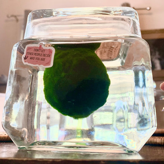 Largest Marimo Moss Balls