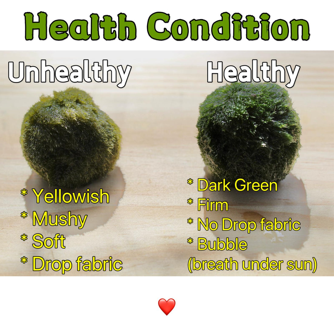 Ways to Kill Marimo Moss Ball - Then Tips for Properly Caring for Marimo Moss Balls