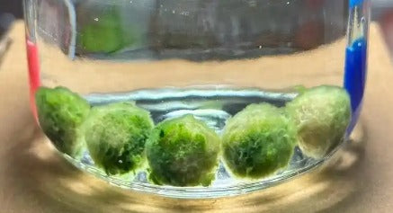 Bugs in Your Marimo Tank? Don't Panic. (Seriously.)