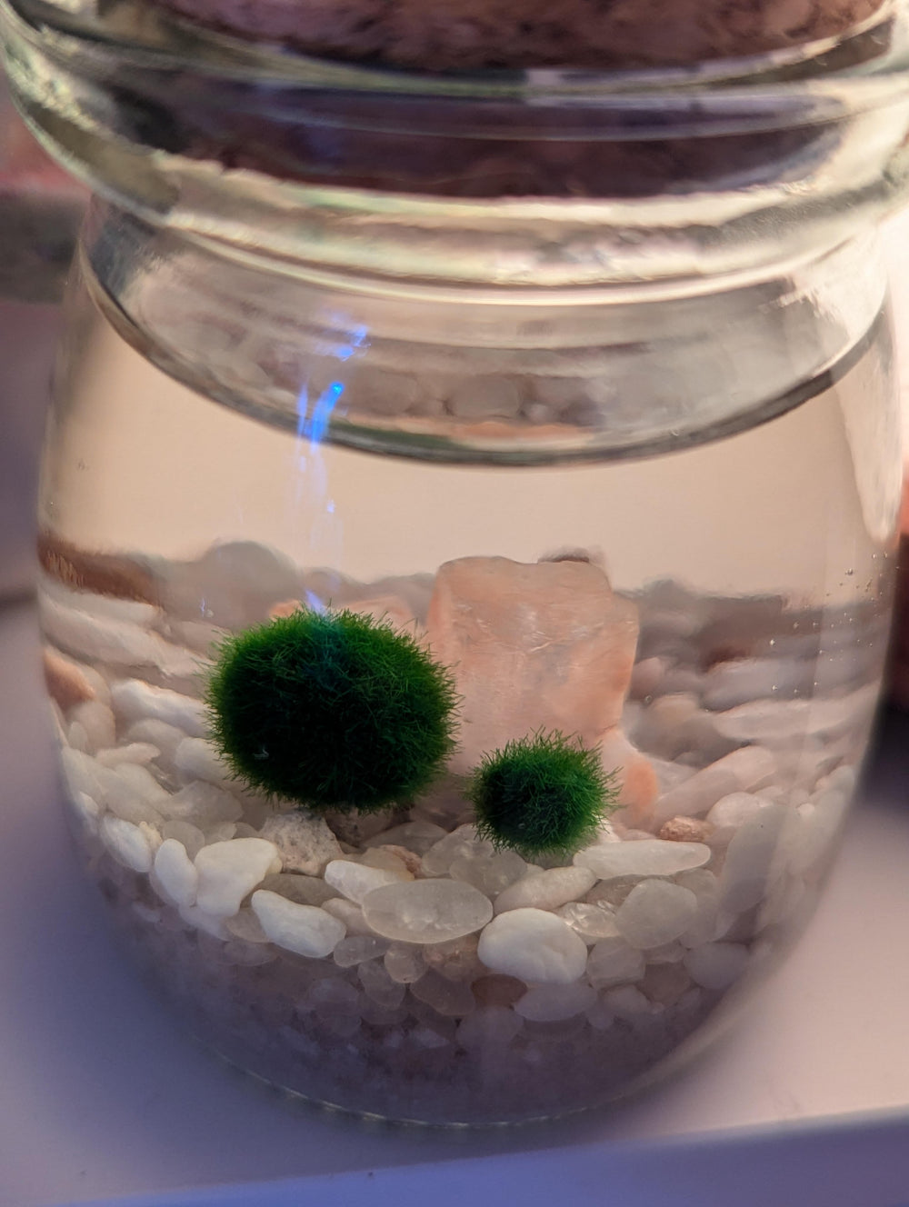 Exploding Moss Exploding Marimo Picture from Client