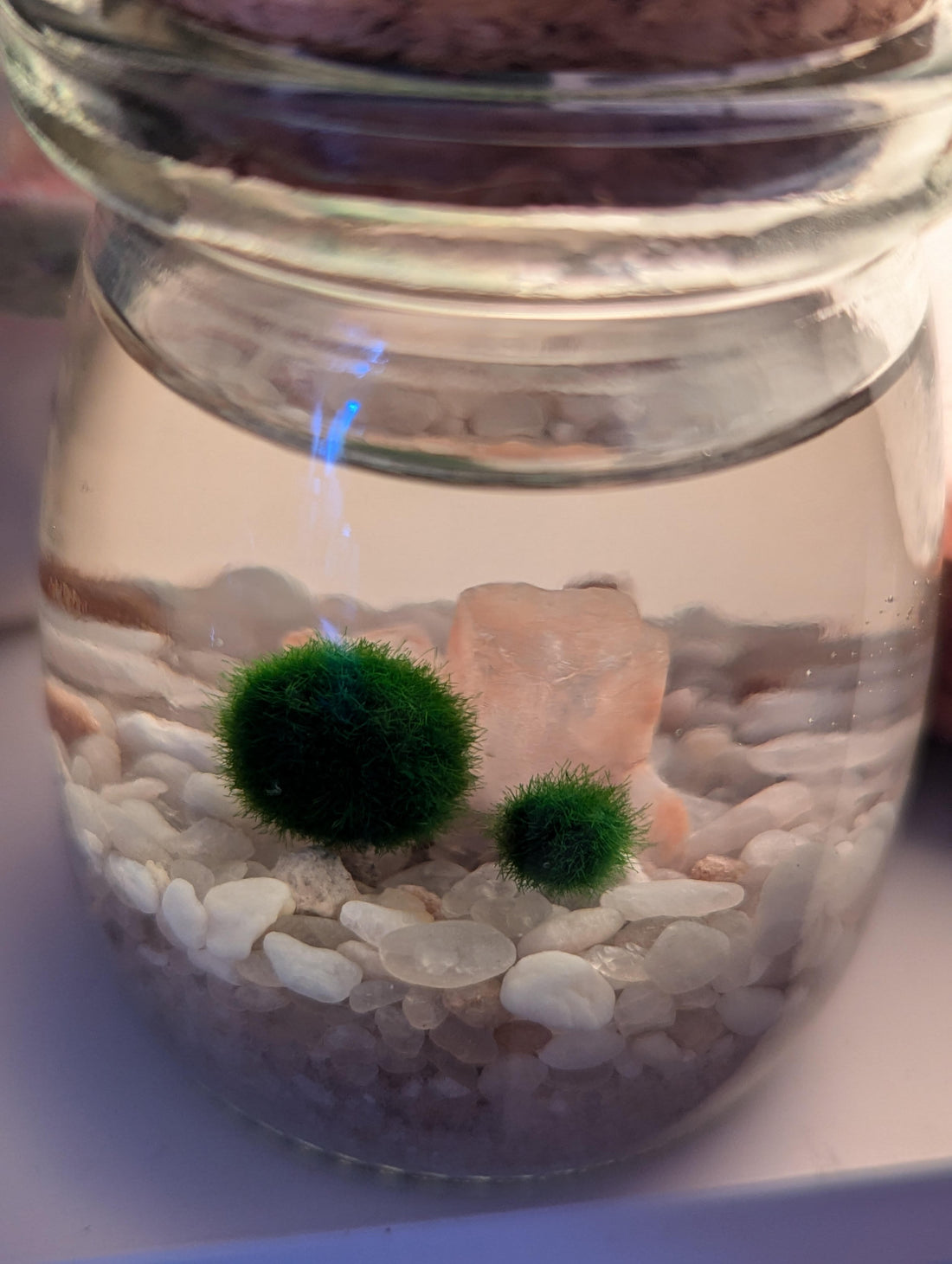Exploding Marimo Picture from Client
