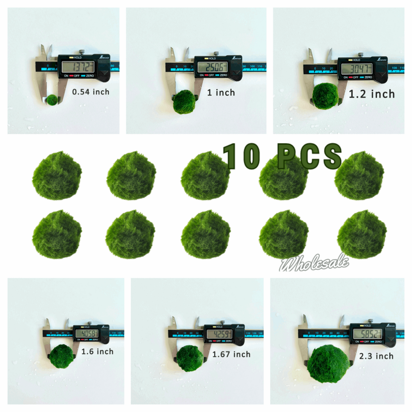Marimo Moss Balls For Aquarium 3 Month 0.5-0.8cm Marimo Moss Balls: 5/
Marimo Moss Ball, smaller than 1.5cm.

Mini Baby: &lt;0.5cm
3 Month: 0.5-0.8cm
6 Month: 0.9-1.2cm
12 Month: &gt;1.2cm

Grow slowly but for glass terrarium is just p