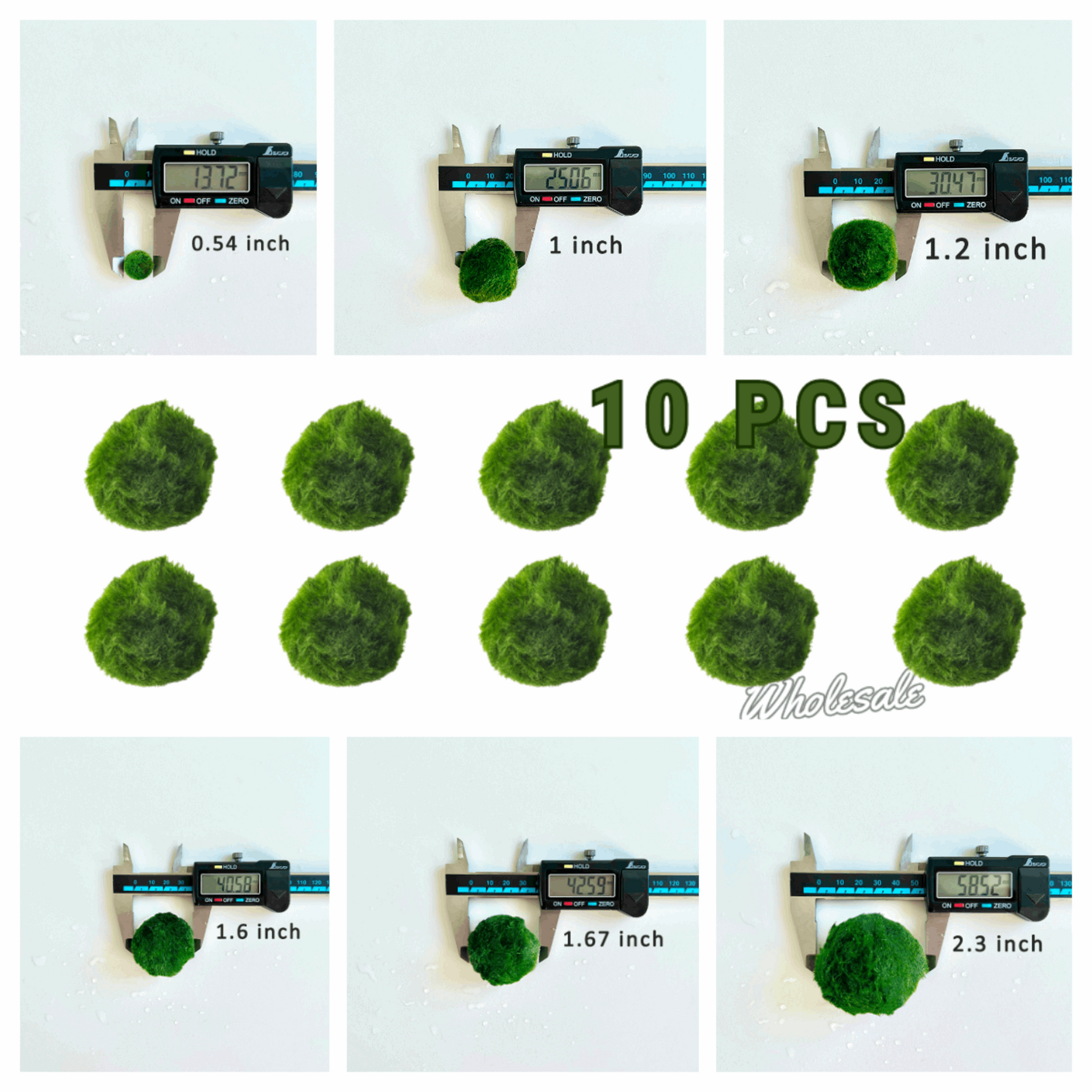 Marimo Moss Balls For Aquarium 3 Month 0.5-0.8cm Marimo Moss Balls: 5/
Marimo Moss Ball, smaller than 1.5cm.

Mini Baby: &lt;0.5cm
3 Month: 0.5-0.8cm
6 Month: 0.9-1.2cm
12 Month: &gt;1.2cm

Grow slowly but for glass terrarium is just p