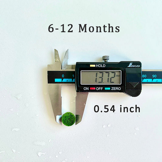 Marimo Moss Ball Aquarium 6-12 Month 0.8-1.5cm Marimo Moss Balls: 5/10
Marimo Moss Ball, smaller than 1.5cm.

Mini Baby: &lt;0.5cm
3 Month: 0.5-0.8cm
6 Month: 0.9-1.2cm
12 Month: &gt;1.2cm

Grow slowly but for glass terrarium is just p