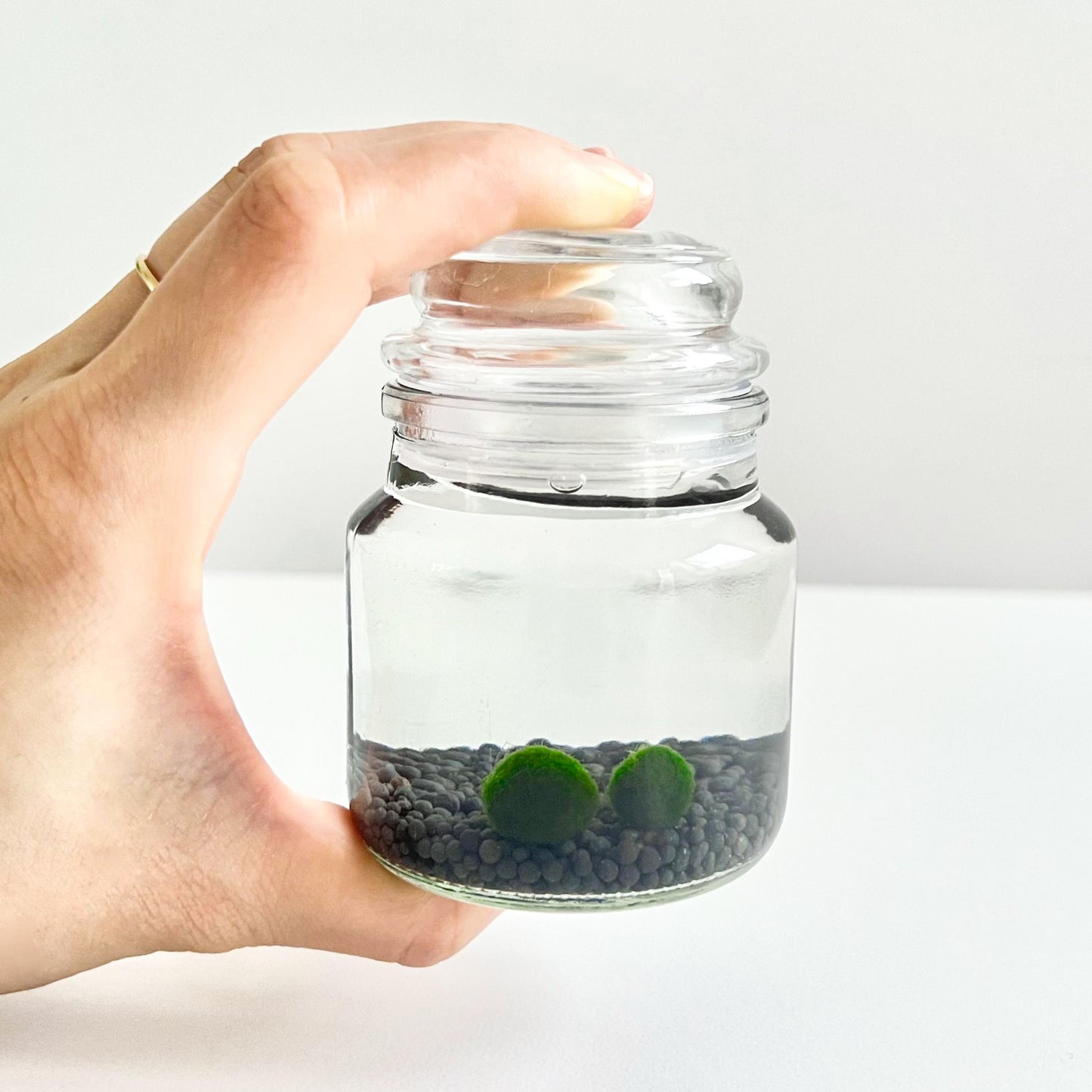 Moss Ball Kit – 2pcs 120ml Glass Jars with Lids, 1cm Live Marimo Moss Balls, Mushroom Bottle Set – Unique Terrarium Gift