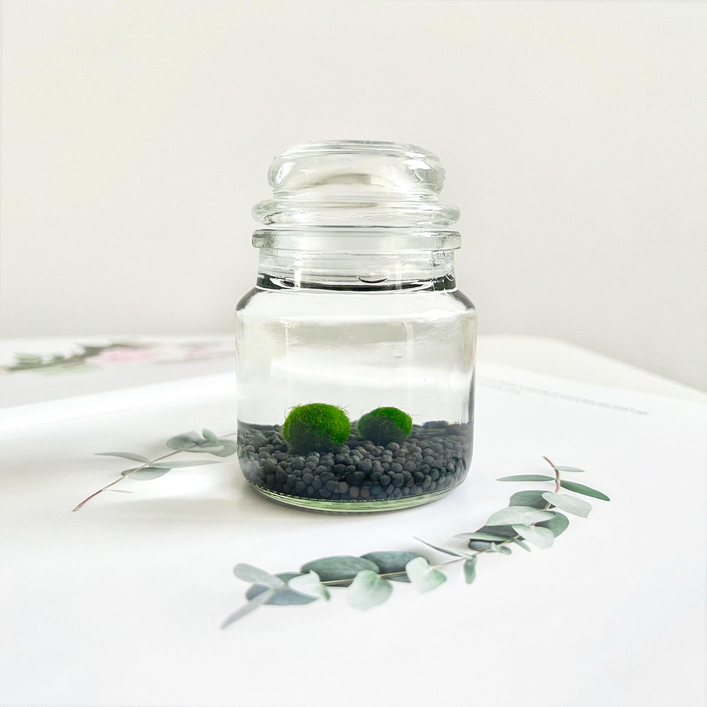 Moss Ball Kit – 2pcs 120ml Glass Jars with Lids, 1cm Live Marimo Moss Balls, Mushroom Bottle Set – Unique Terrarium Gift
