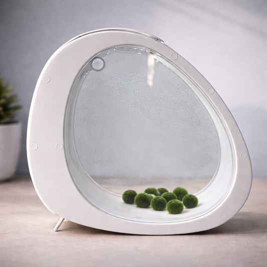 Free Self-Circulating Eco Aquarium (Marimo Not Included)