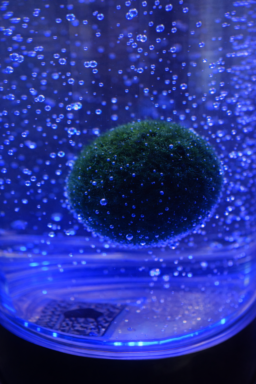 Marimo Tumbler With 1PC Large Marimo Marimo Bubble LED Aquarium Kit – Ambient Desk Light + Live Moss Ball