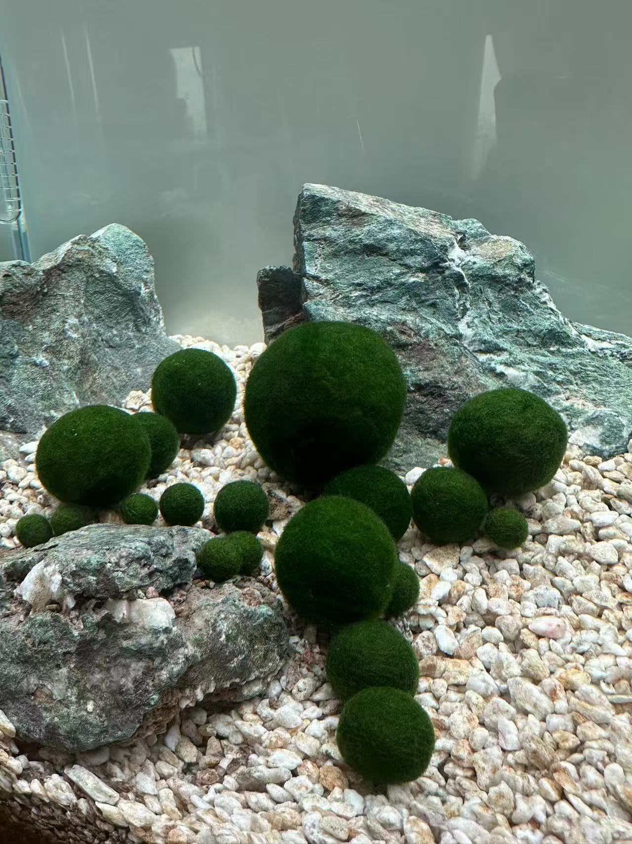Collector Grade: Pre-order Large Marimo Moss Ball - Round and Grow Slow