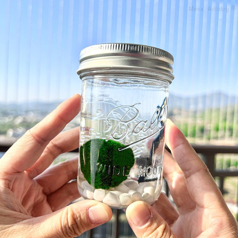 Live Moss Ball Mini Aquarium Mason JarMason Jar Moss Ball Mini Aquarium White Pebbles Glass Bottle Glass Terrarium Home Decor and Office Decor
Specification:
Mason Jar * 1
Live Moss Ball * 1
White Pebble