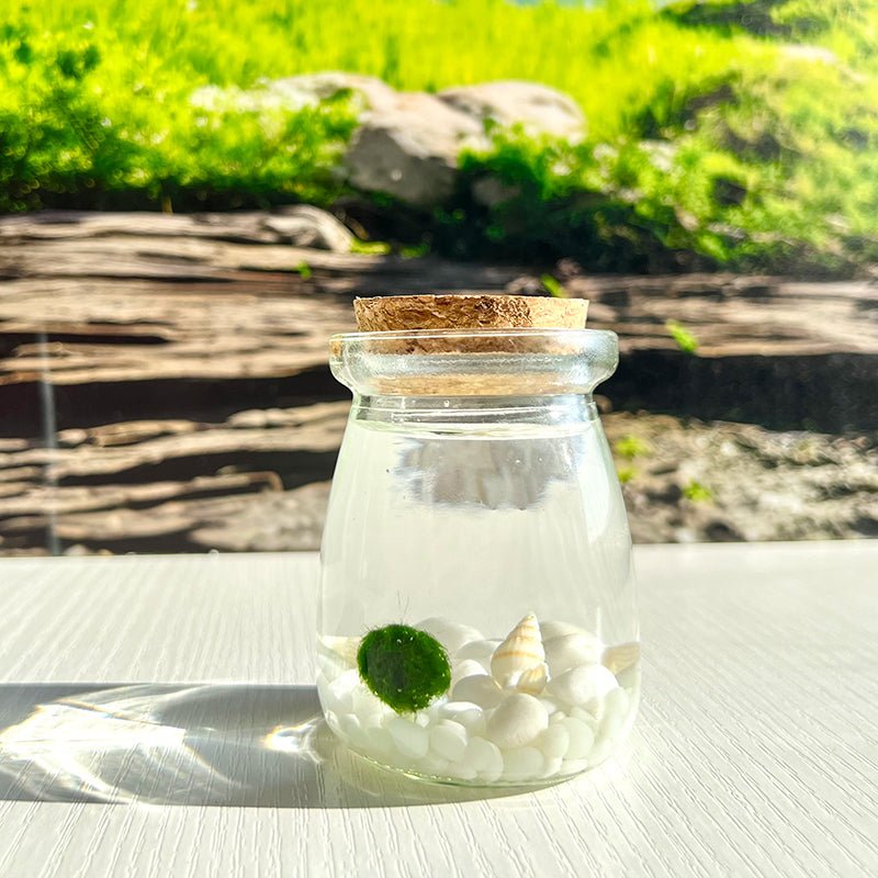 Live Moss Balls Mini Aquarium JarSpecification:
3"x2.2" Glass Jar * 1
Marimo Live Moss Ball * 1
White Pebbles Bag * 1
Name Card and wood stander * 1
Stick * 1
Smaller Tweezer * 1
Simple Care Instruc
