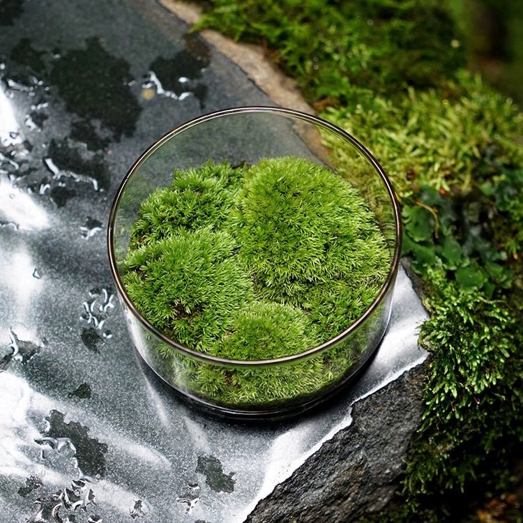 Round Glass Terrarium (No Plants) - Glass Container


Material
Glass


Special Feature
No lid


Item Weight
0.7 Pounds


Shape
Round


Specific Uses For Product
Indoor


Style
geometric


Color
white﻿






Made of f