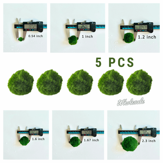Marimo Moss Balls For Aquarium 5PCS Multiple Size Moss Ball Pet Bulk S

 
Notice 
There are two types of moss balls in the store:
0.5cm-2cm: Marimo Moss Balls, good for glass terrarium
2cm-8cm: Algae Moss Balls, good for aquarium
100% 