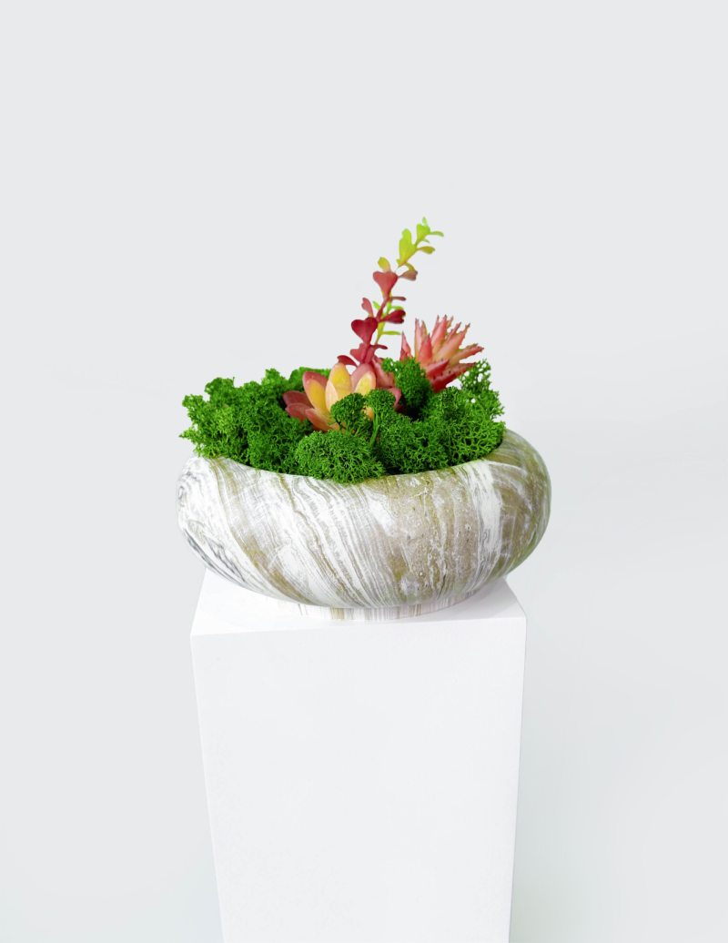 Succulent Moss Bowl Desktop Round Bonsai - Handcrafted Succulent Moss Bowl - Moss Artistry