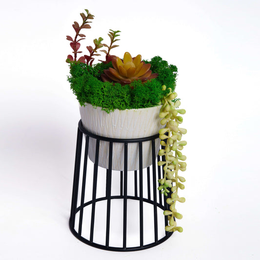 "Evergreen Elegance" Succulent Moss Bonsai in Ceramic Pot Table Decor with Pot Holder