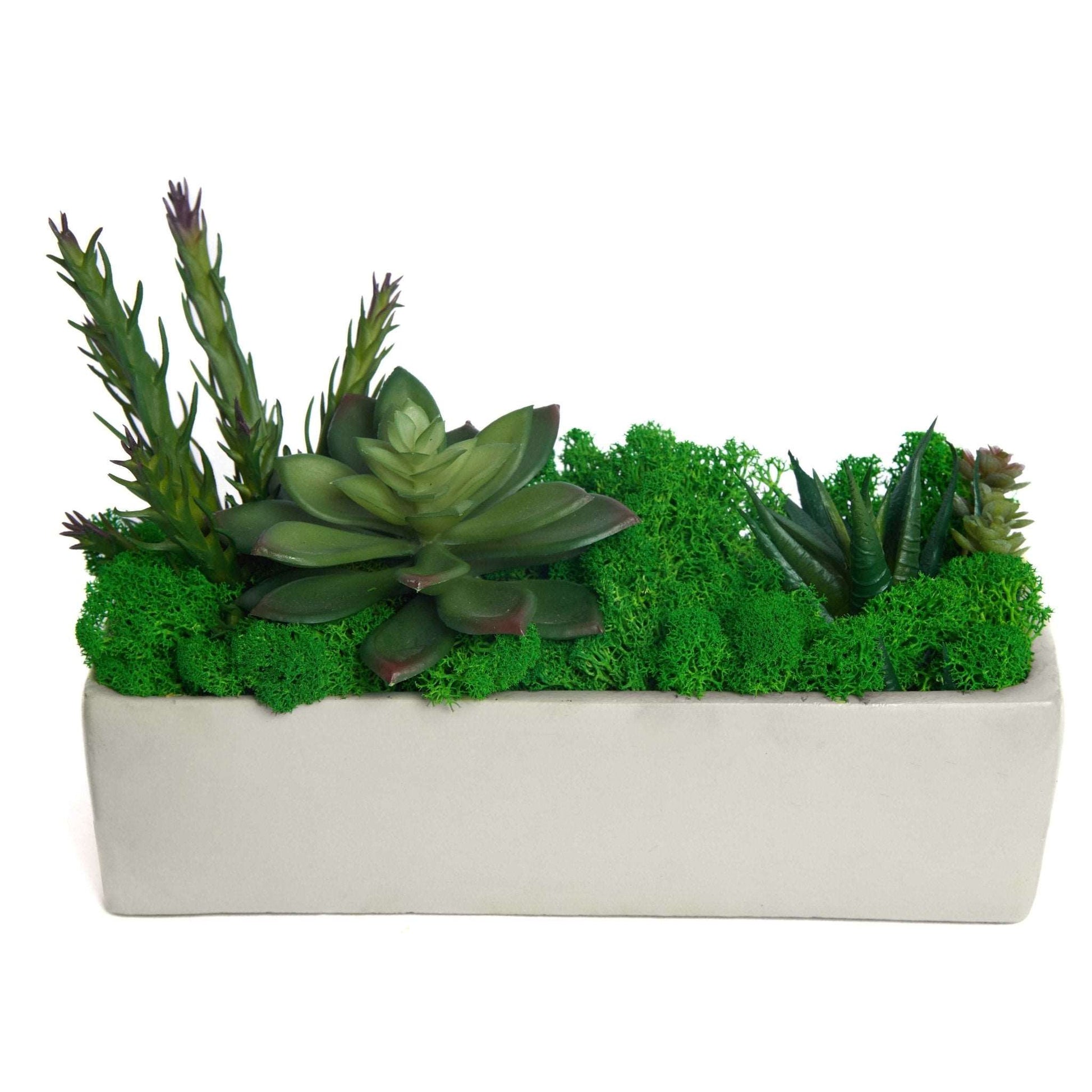 can you plant succulents in moss Succulent Moss Desktop Rectangular Bonsai